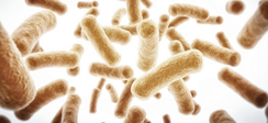 Saccharomyces boulardii