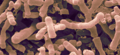 Bifidobacterium bifidum