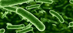 Lactobacillus rhamnosus