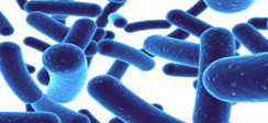 Lactobacillus acidophilus